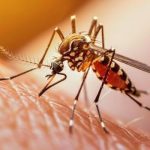 dengue.jpg